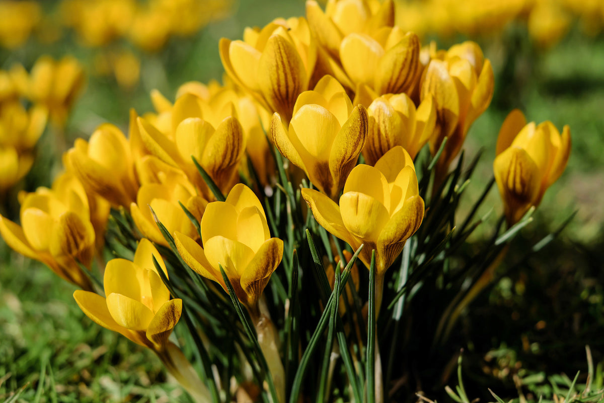 modern-3-piece-aluminium-print-crocuses-in-spring