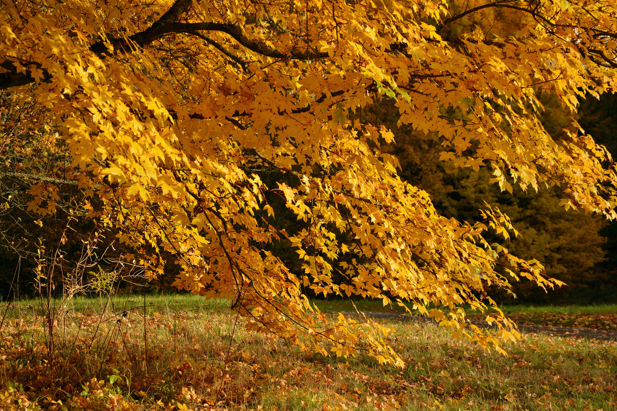 framedcanvas-print-the-magnificent-autumn-tree