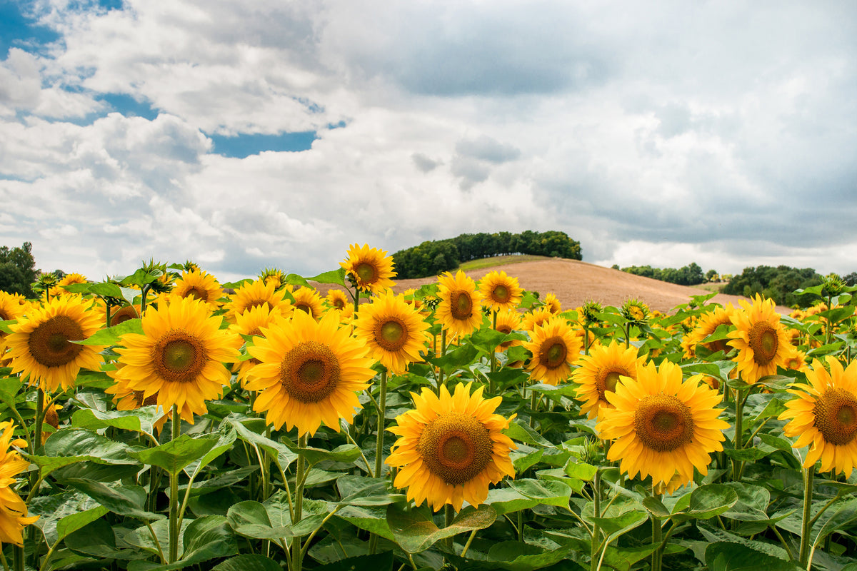 3-piece-aluminium-print-landscape-with-sunflowers