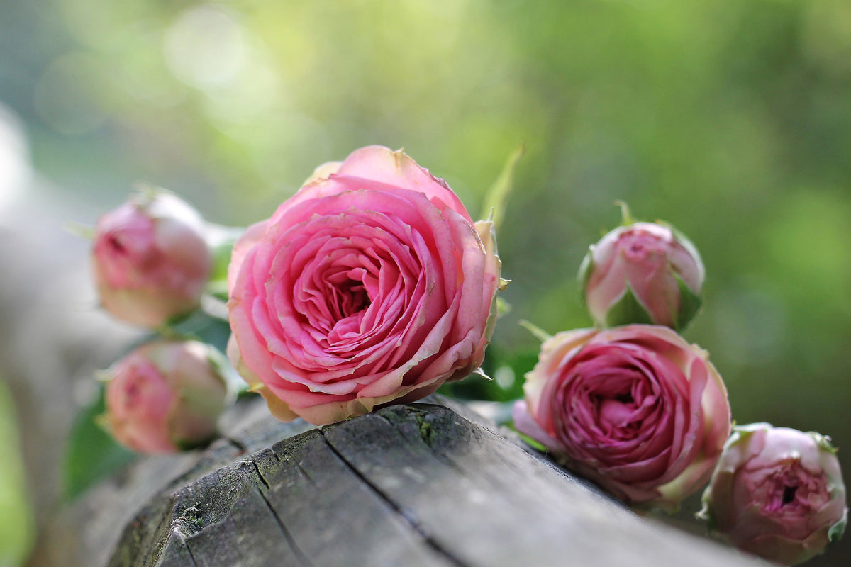 3-piece-acrylic-print-bush-roses