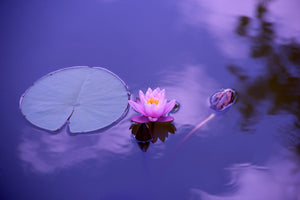 modern-3-piece-acrylic-print-lotus-flower