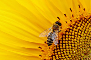 framedcanvas-print-bee-on-the-sunflower