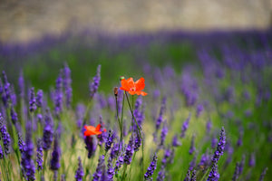 modern-3-piece-acrylic-print-poppy-in-the-lavender