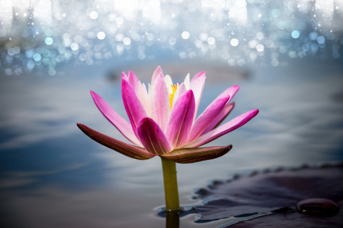 framedcanvas-print-lotus-in-the-morning-dew