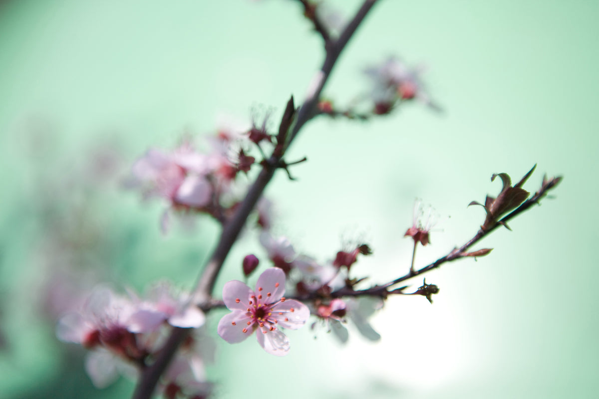 modern-3-piece-canvas-print-beautiful-japanese-cherry-blossom