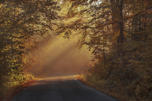 framedcanvas-print-sunbeams-in-the-forest
