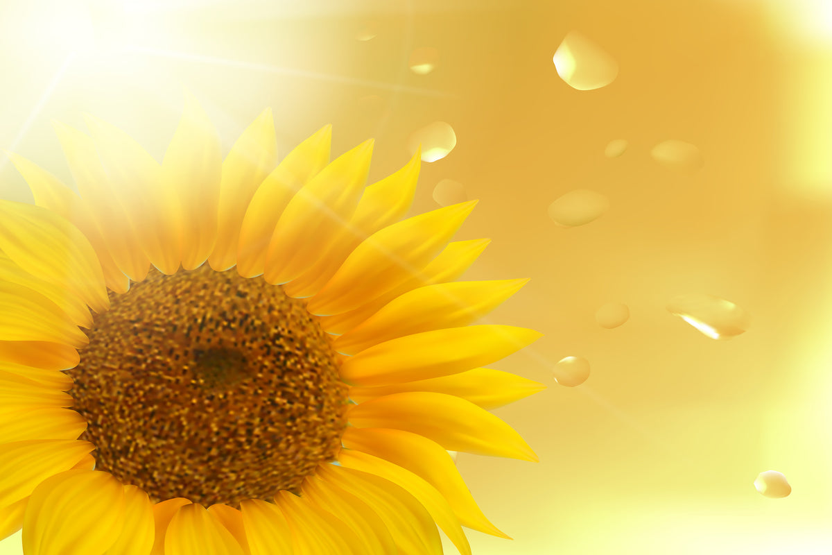 aluminium-print-sunflower-in-morning-dew