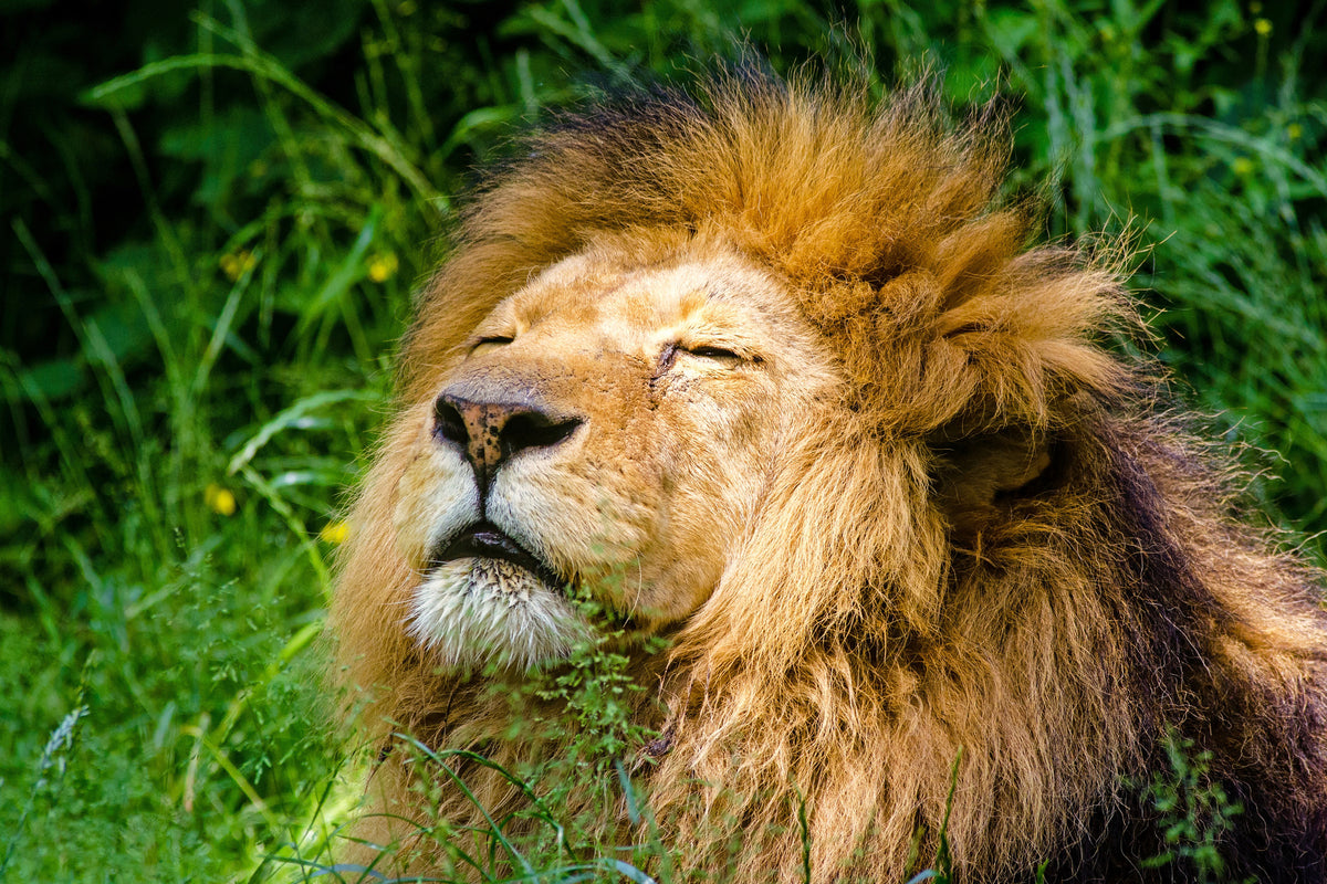 framedcanvas-print-sleeping-lion