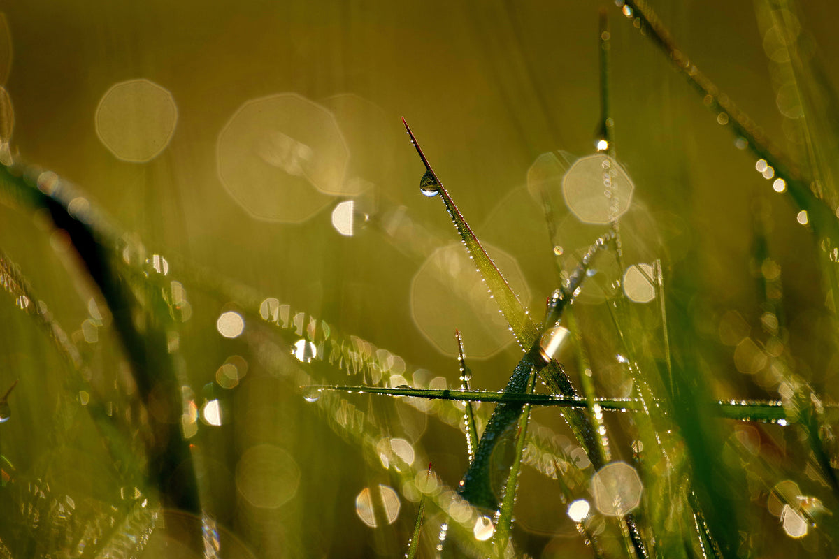 modern-3-piece-canvas-print-dew-in-the-morning