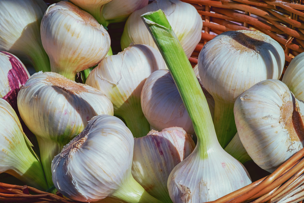 3-piece-aluminium-print-fresh-garlic