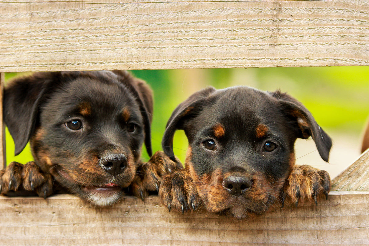 framedcanvas-print-2-rottweiler-puppies