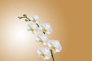 modern-3-piece-canvas-print-white-orchids-xl