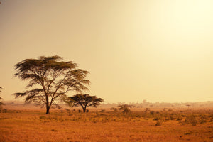 3-piece-acrylic-print-pastures-in-kenya