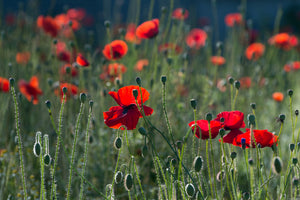 framedposter-print-wild-poppy