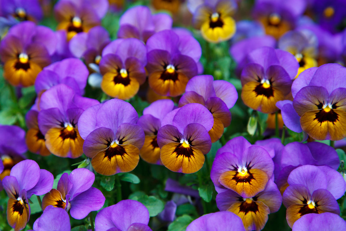 modern-3-piece-canvas-print-the-pansies