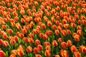 aluminium-print-tulip-field-in-orange