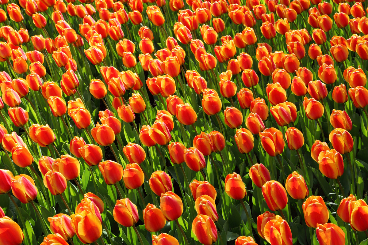 aluminium-print-tulip-field-in-orange