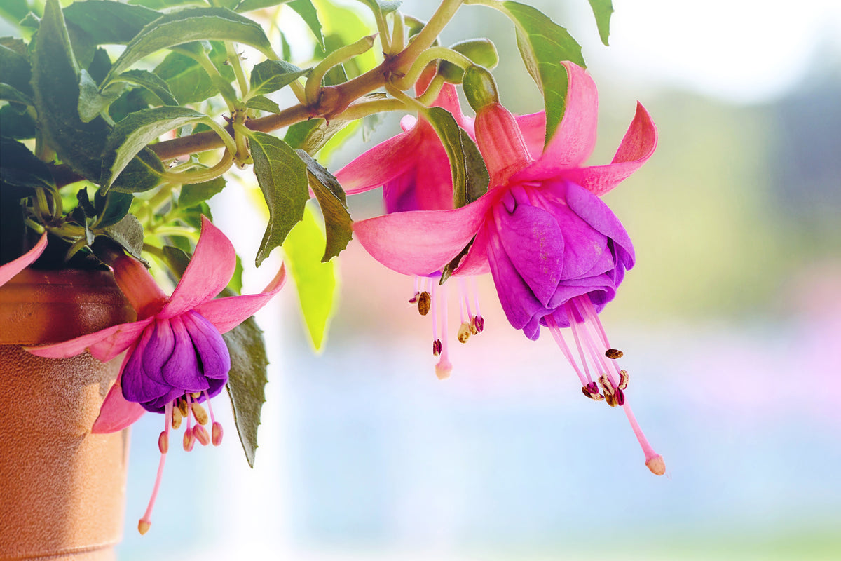 3-piece-acrylic-print-the-fuchsias