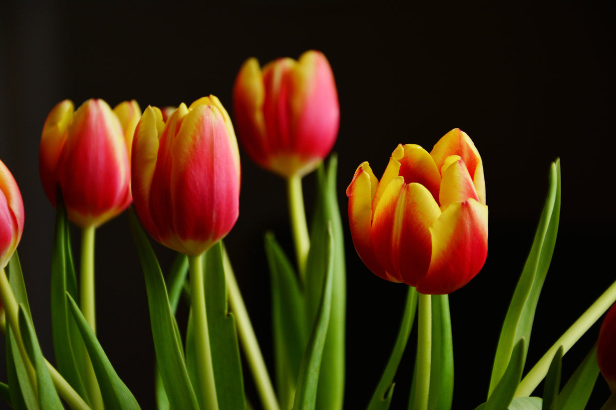 modern-3-piece-acrylic-print-colorful-tulips