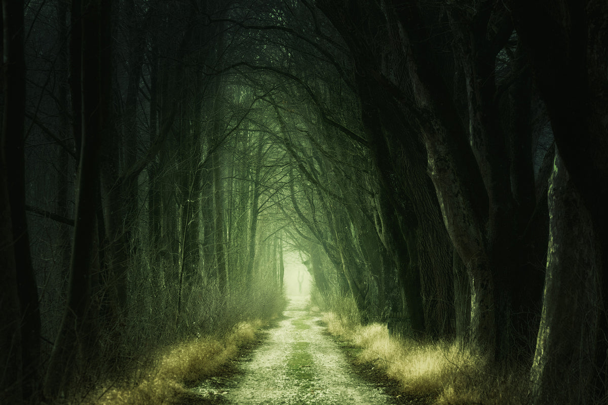 modern-3-piece-aluminium-print-mysterious-forest-iii