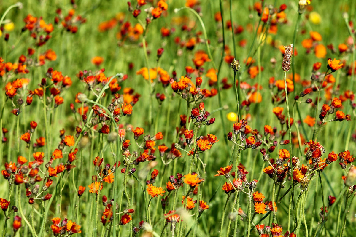 canvas-print-hawkweeds