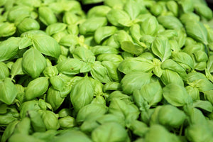 canvas-print-all-basil