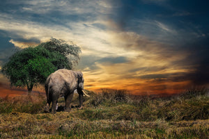 acrylic-print-the-elephant-in-the-sunset