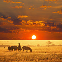 4-piece-aluminium-print-seregenti-national-park
