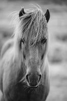 framedcanvas-print-horse-being-at-the-corridor