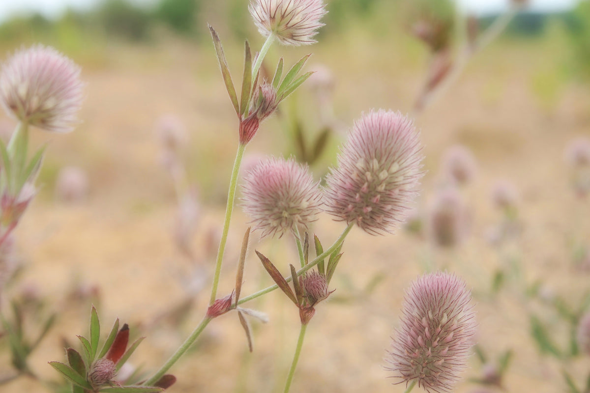3-piece-canvas-print-delicate-flowers