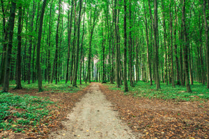 aluminium-print-pine-forests