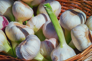 framedposter-print-fresh-garlic