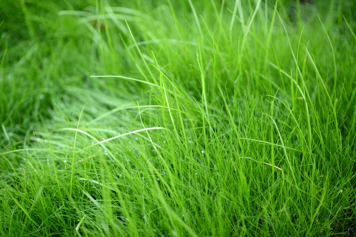 poster-print-blades-of-grass