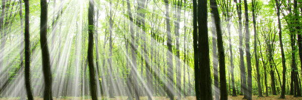 panoramic-3-piece-acrylic-print-magic-light-in-the-trees-panorama