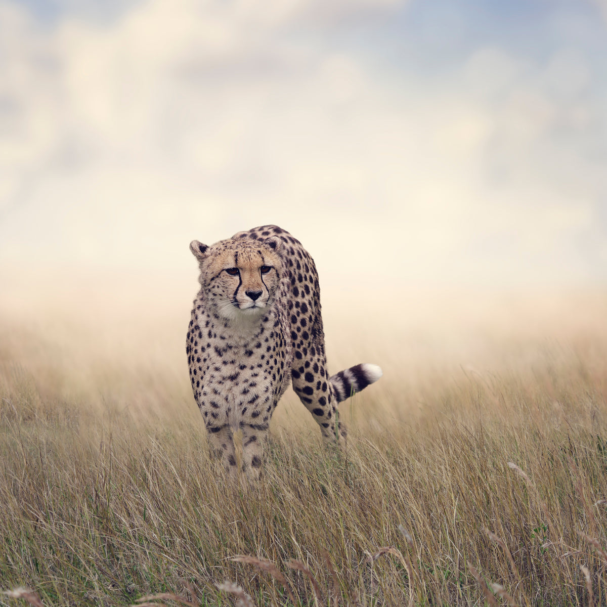 9-piece-acrylic-print-the-cheetah