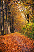 framedposter-print-deciduous-forest-in-autumn-light