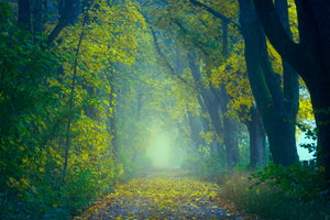 modern-3-piece-acrylic-print-green-forest
