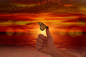 3-piece-canvas-print-the-butterfly-in-the-evening-light