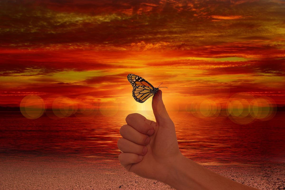 3-piece-canvas-print-the-butterfly-in-the-evening-light