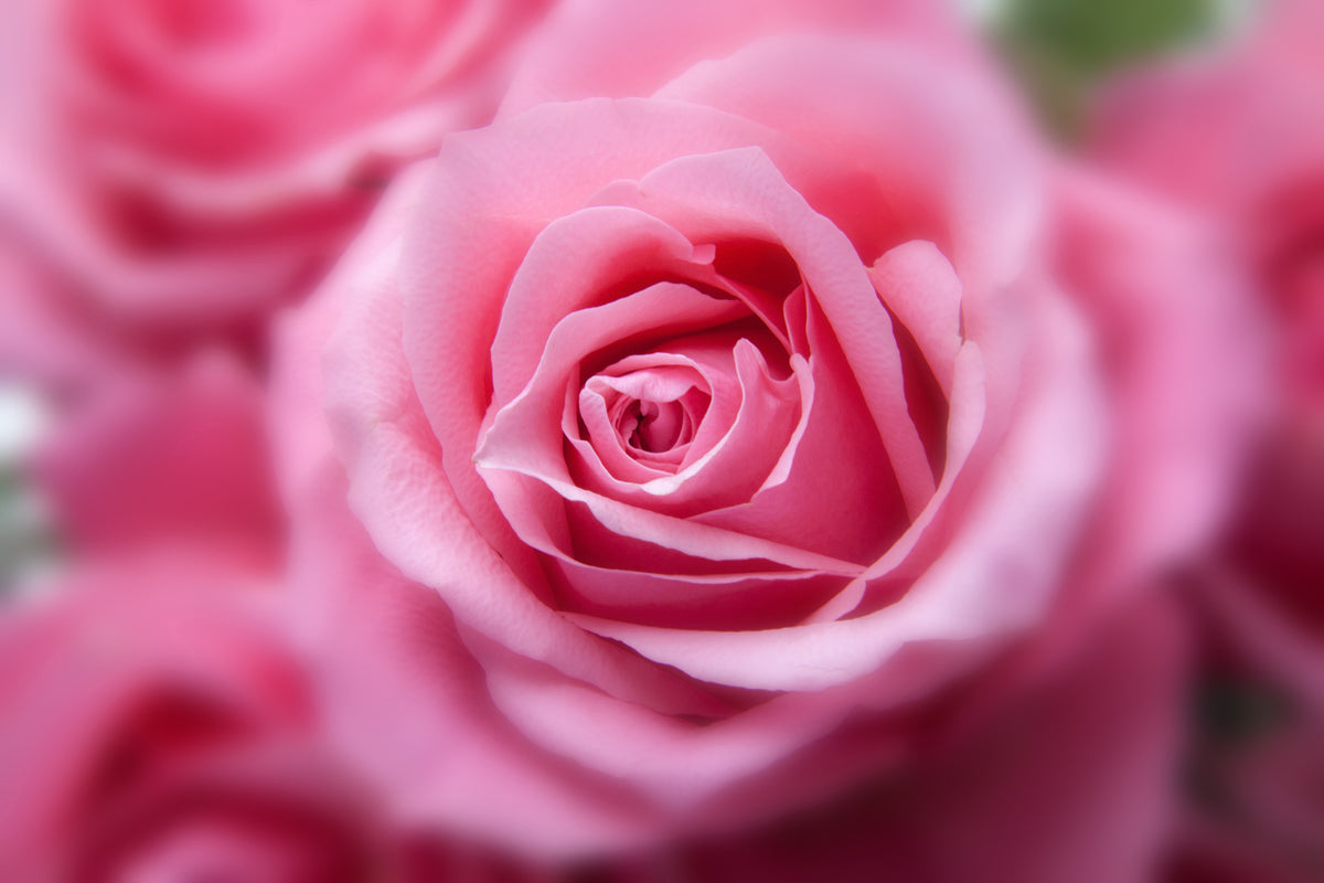 framedposter-print-roses-macro