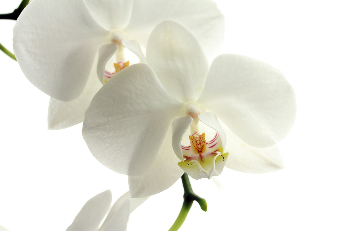 3-piece-acrylic-print-orchids-bloom