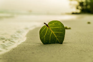 canvas-print-beach-leaf