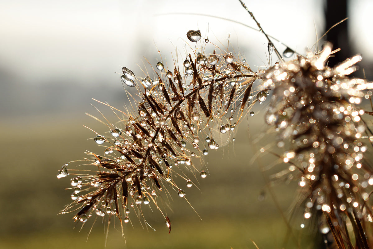 poster-print-drops-of-nature
