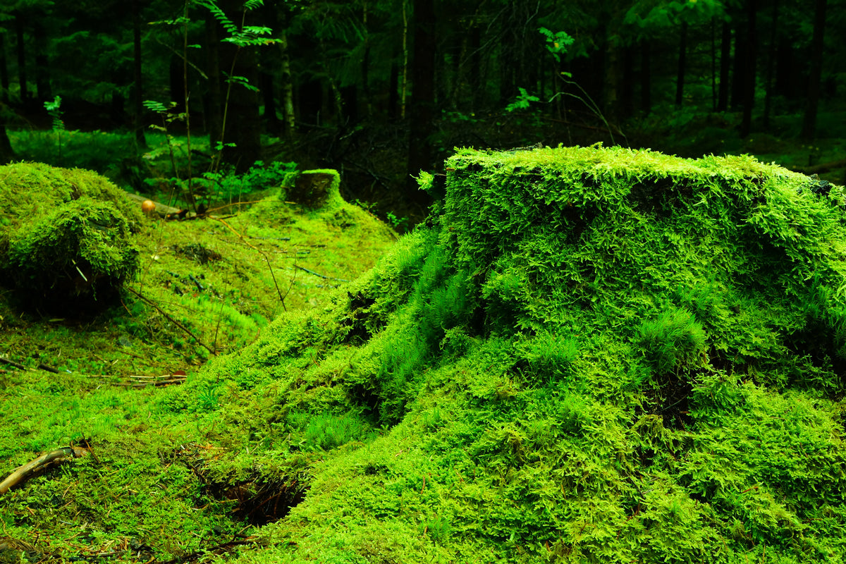 poster-print-moss-in-the-forest