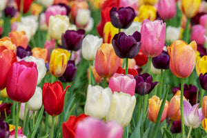 modern-3-piece-canvas-print-the-colors-of-the-tulips