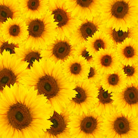 acrylic-print-a-bouquet-sunflower