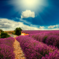 4-piece-canvas-print-the-lavender-valley