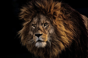 acrylic-print-portrait-of-a-lion
