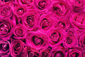 modern-3-piece-canvas-print-rose-petals-in-pink