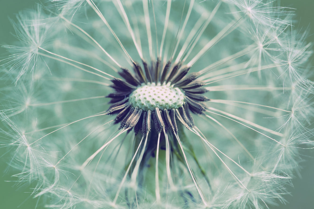 framedposter-print-close-up-dandelion